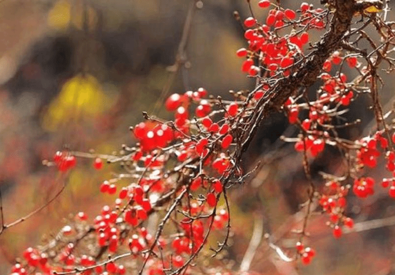 口述民俗｜重阳节佩的“茱萸” 有香气还驱寒辟邪