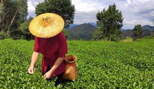 一片茶叶 从安溪走向世界