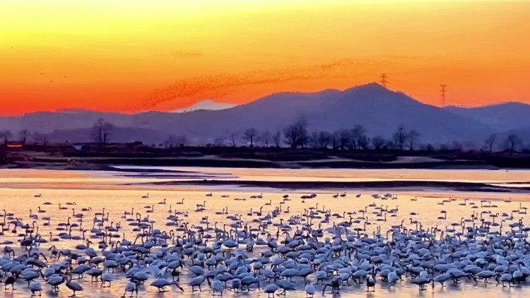 萬(wàn)鳥齊飛！遼寧省鳳城市大洋河現(xiàn)“鳥浪”奇觀