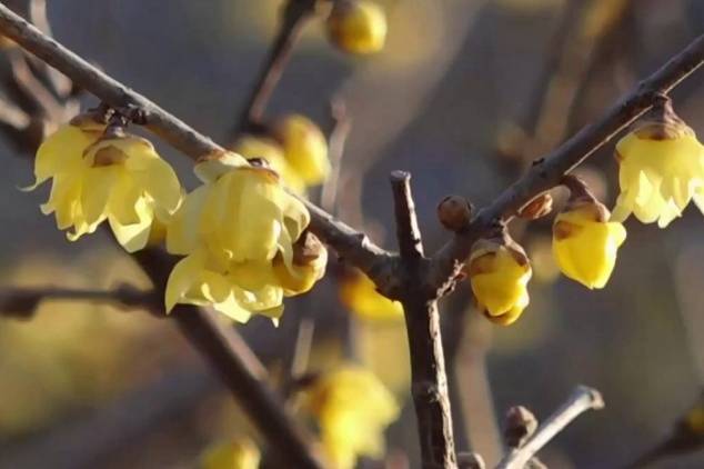 北京玉淵潭公園百余株蠟梅進(jìn)入盛花期