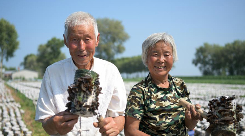 老两口种植黑木耳脱贫致富