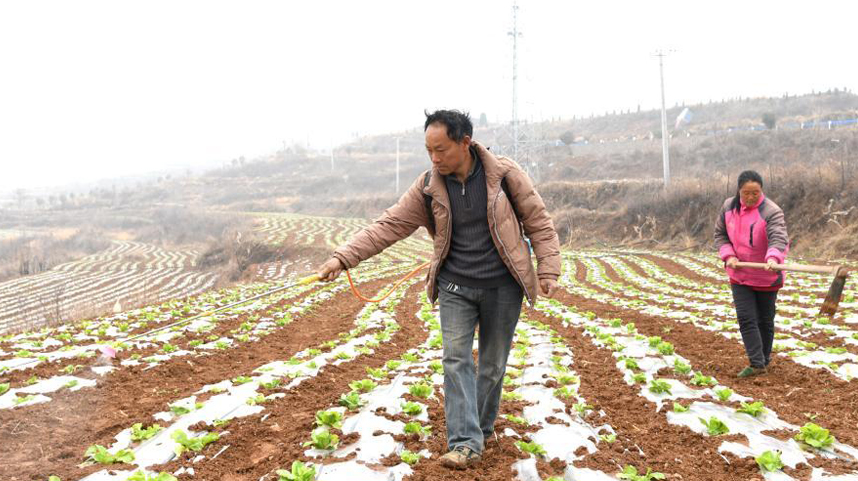 河南济源：白菜制种管理忙