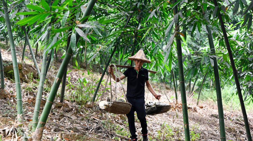 广西柳州：夏日甜竹笋收获上市