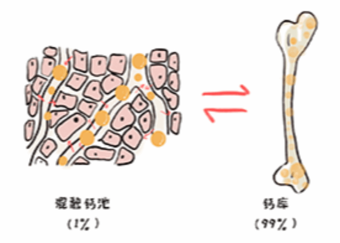 30岁之前把钙存够 如何补钙